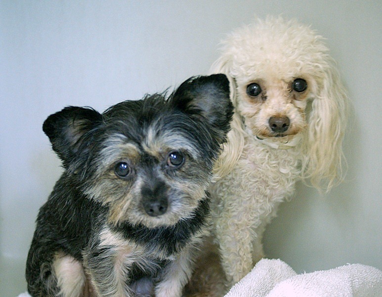 Yorkie & Poodle