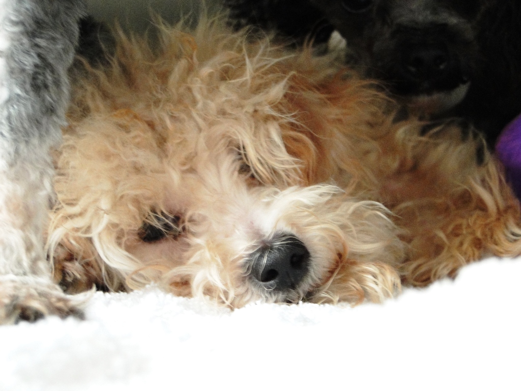 Sad Face - sweet puppy!