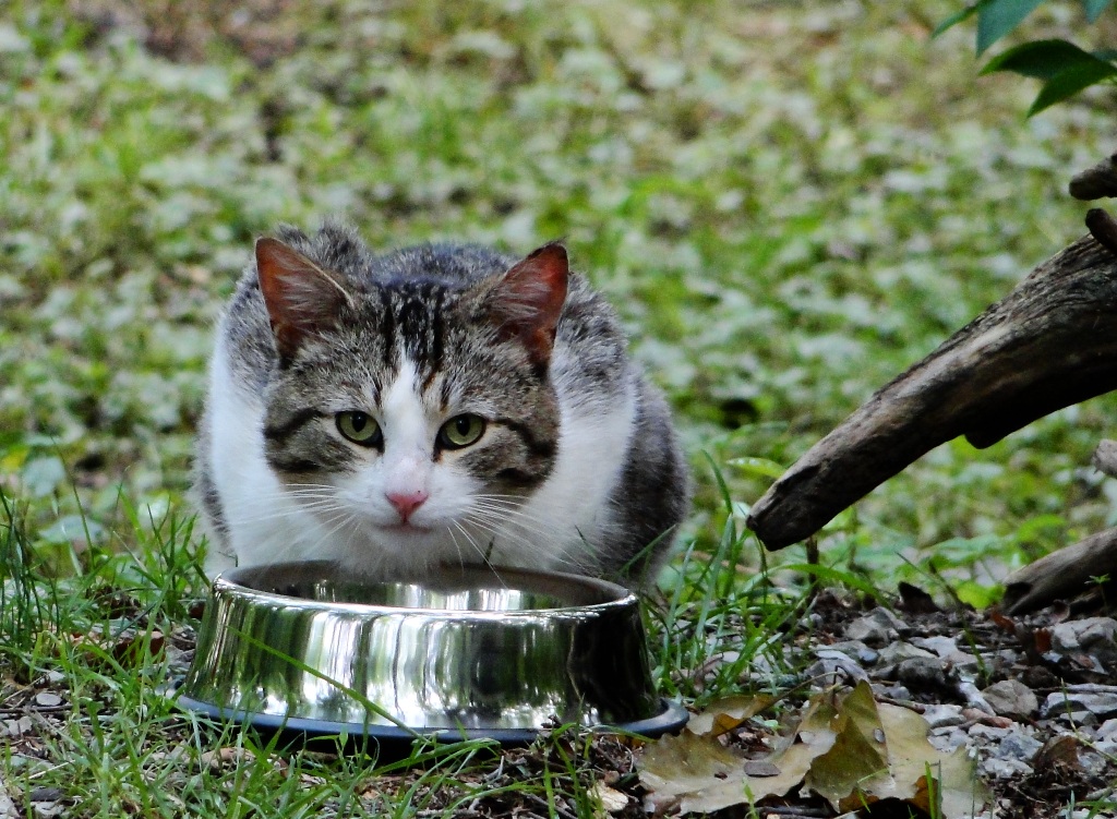 Stray Kitty eating and watching!