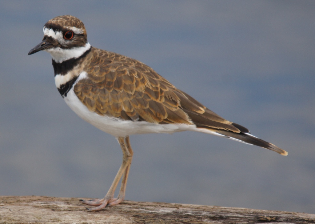 Killdeer 