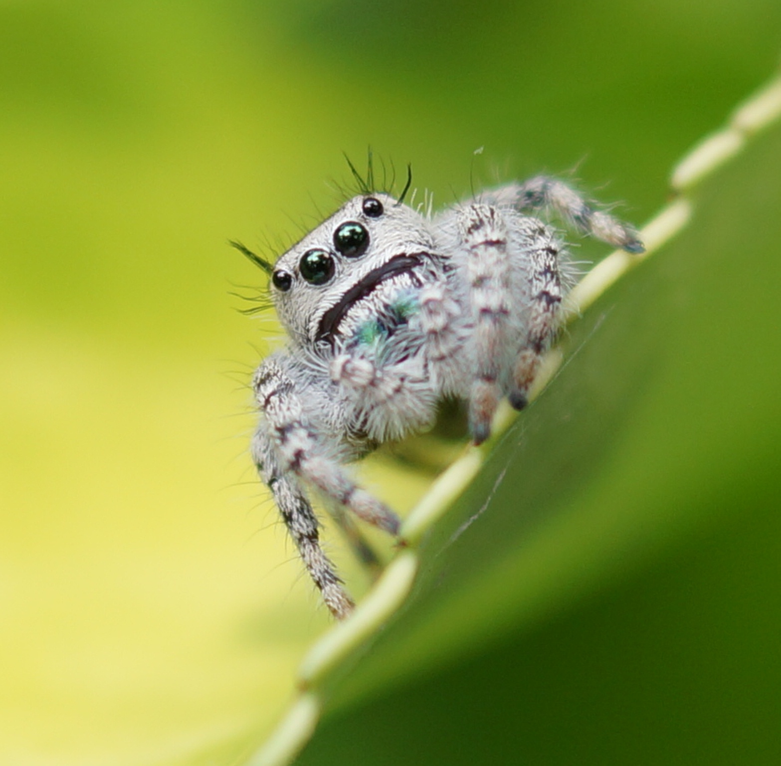 The itty bitty spider.....