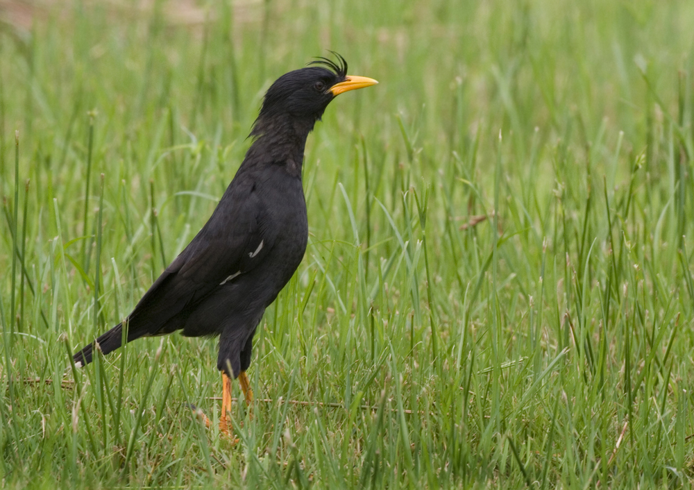 White-vented Myna - Acridotheres grandis (Grote Maina)