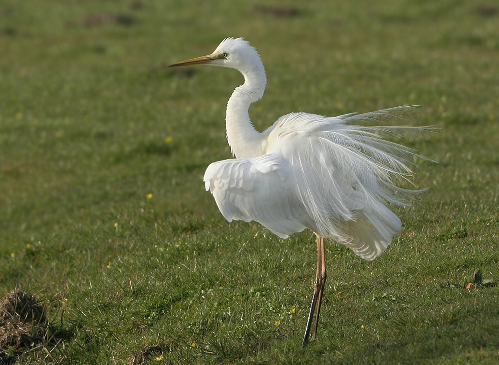 Great Egret - Ardea alba (Grote Zilverreiger)