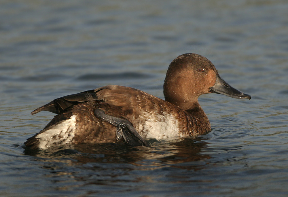 Ferruginous Duck X Common Pochard