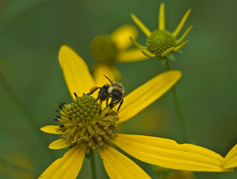 Bumblebee on Wingstem