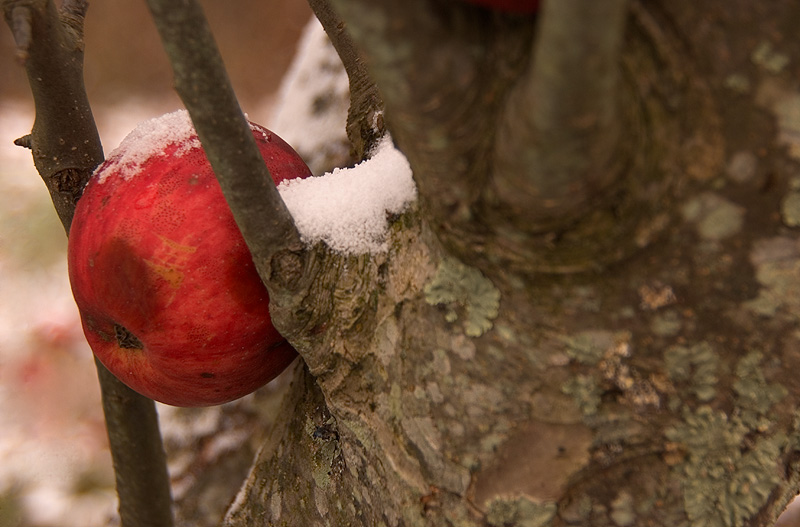 The Apple..