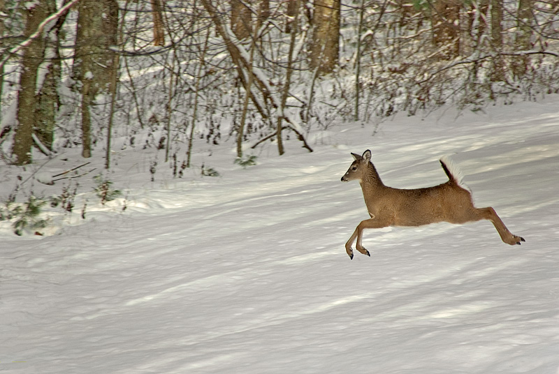 Winter Wonderland