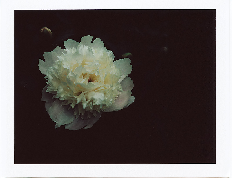 Gold and Rose