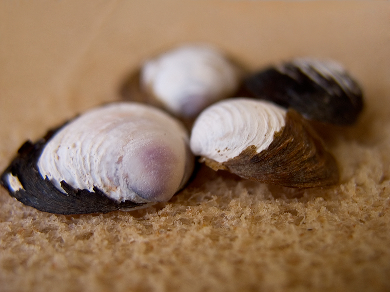 River Shells