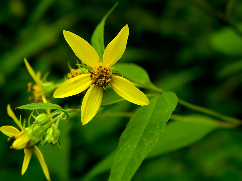 Woodland Flower