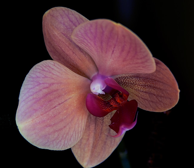 Orchid