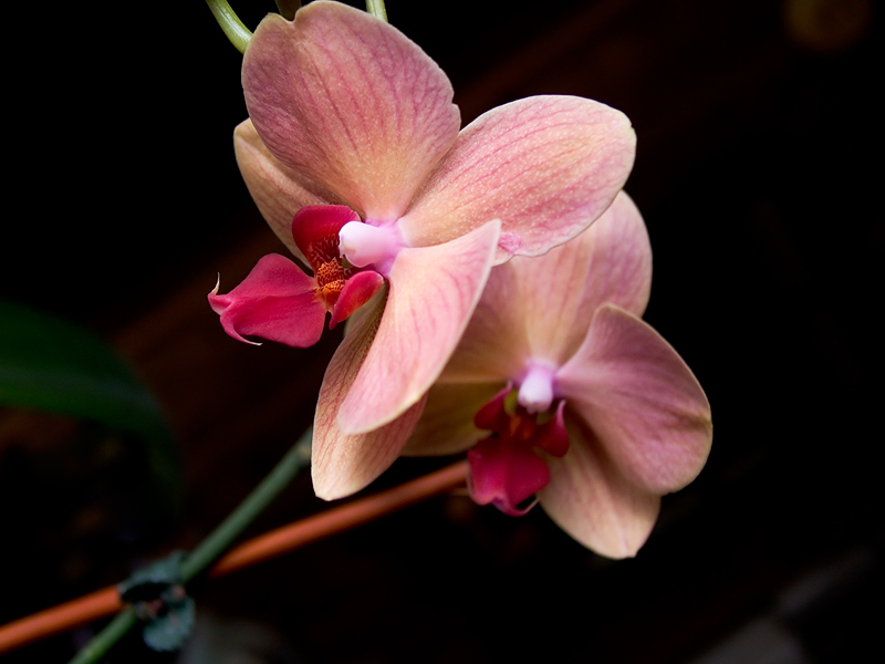 Two Orchids