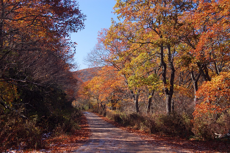 Road To Wayah Bald