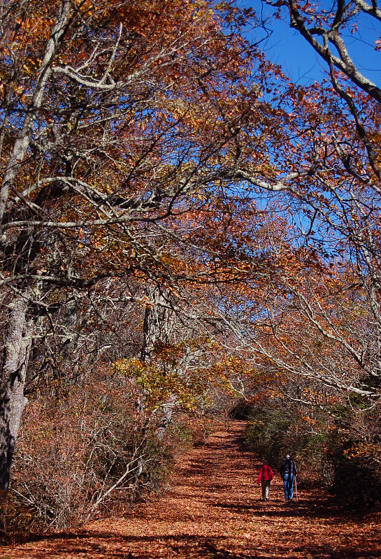 Path To Wayah Bald