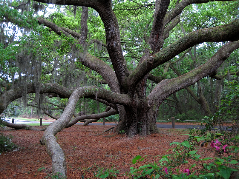 Forrest Gump Oak Tree