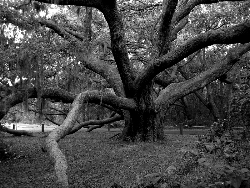 Forrest Gump Oak Tree