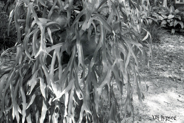 staghorn fern at Edison Ford estate