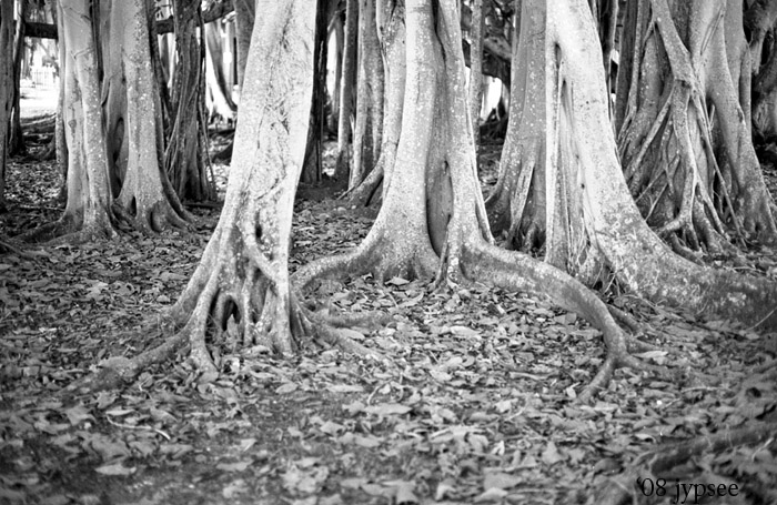 banyan tree at Edison Ford estate