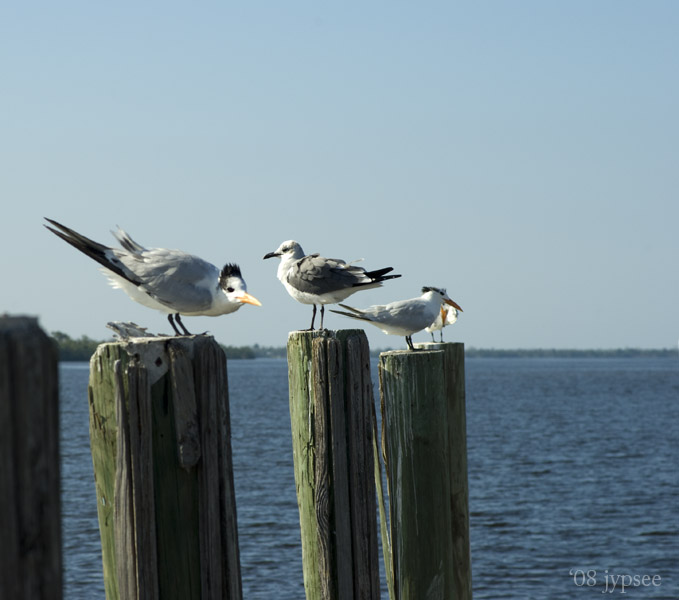 Royal terns