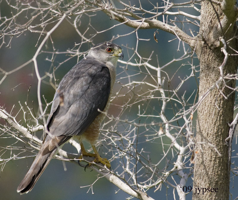 coopers hawk in the back yard