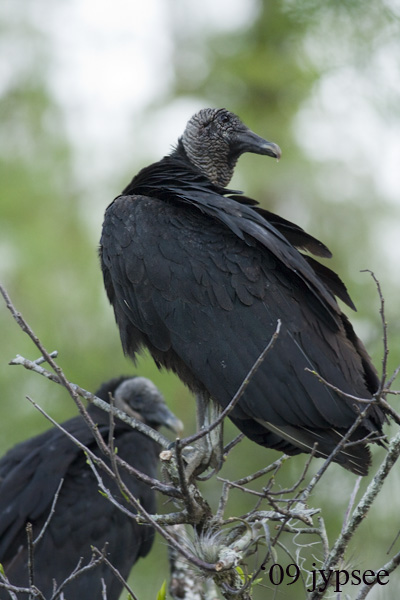 in the big cypress