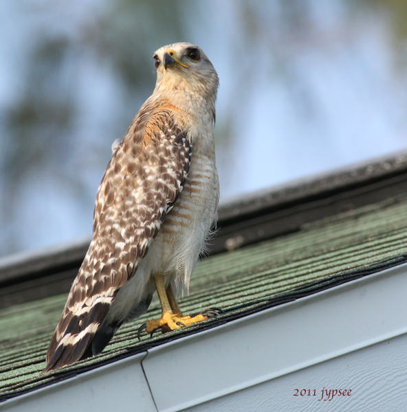 red shouldered hawk male