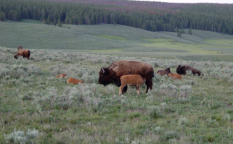 bison and nursing calf