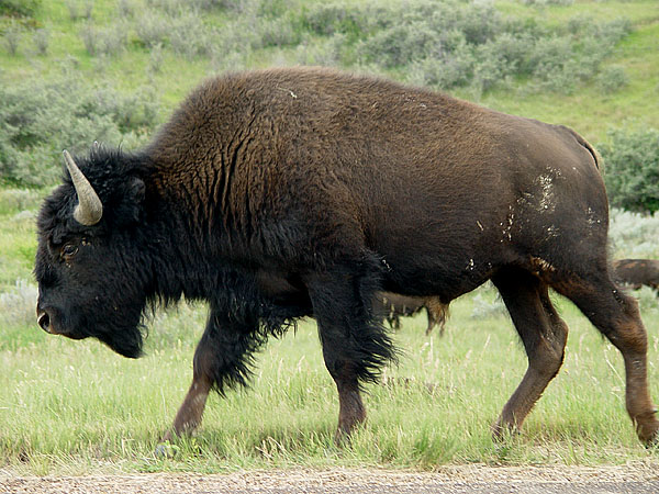 bison bull