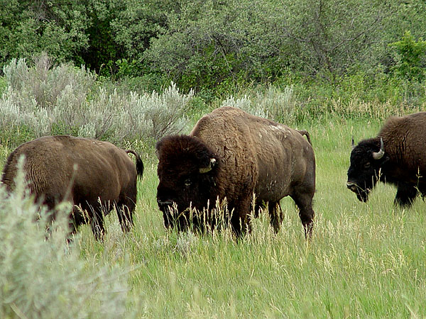 bison bull following a prospective mate