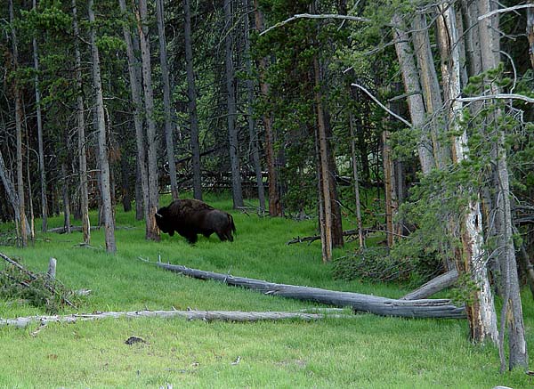 scratching bison