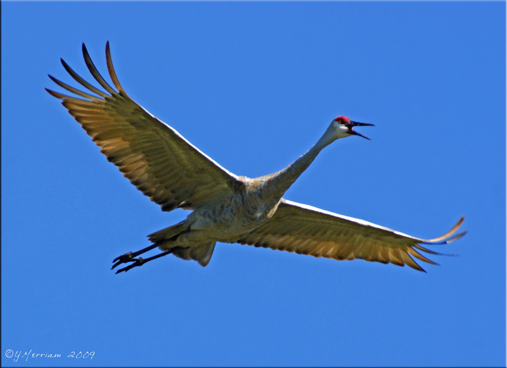 Soaring Sandhill Crane