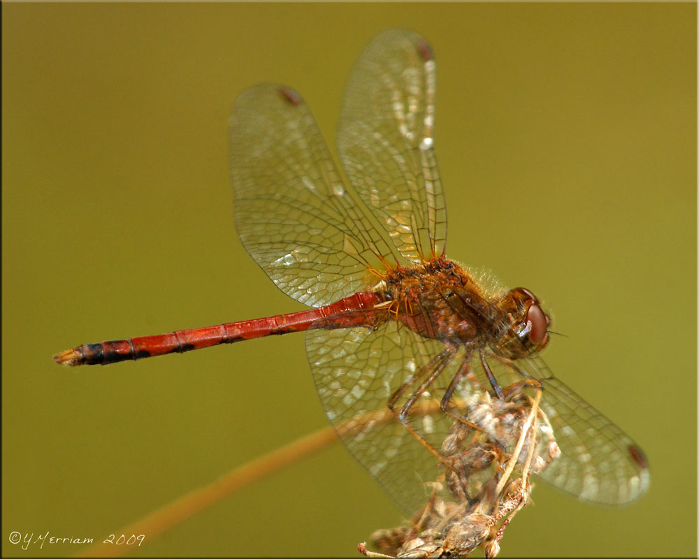 Mature Male Autumn Meadowhawk ~ Sympetrum vicinum