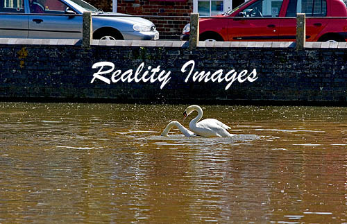 Swans mating