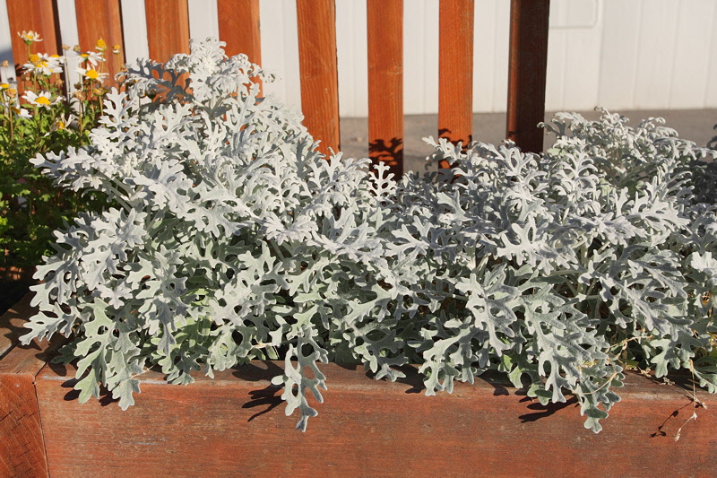 Artemisia 'Dusty Miller' (9994)