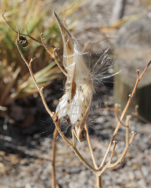 Butterfly Weed Seedpod #732 (1928)
