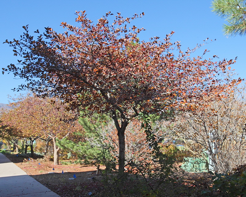 Cockspur Hawthorn #112 (1891)