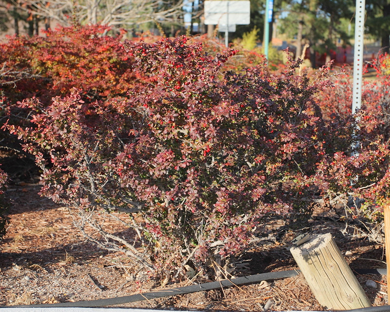 Crimson Pygmy Barberry #435 (9989)