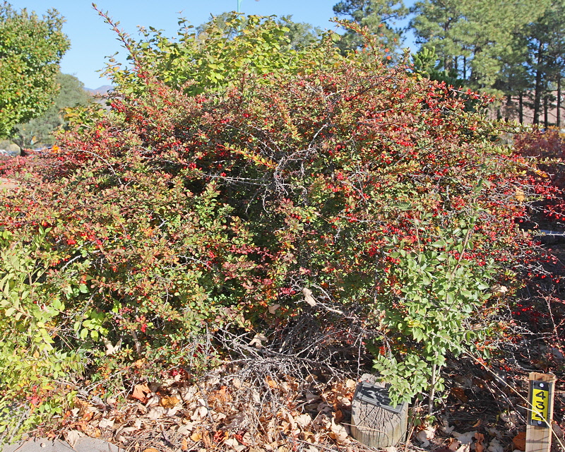 Green Barberry #434 (9960)