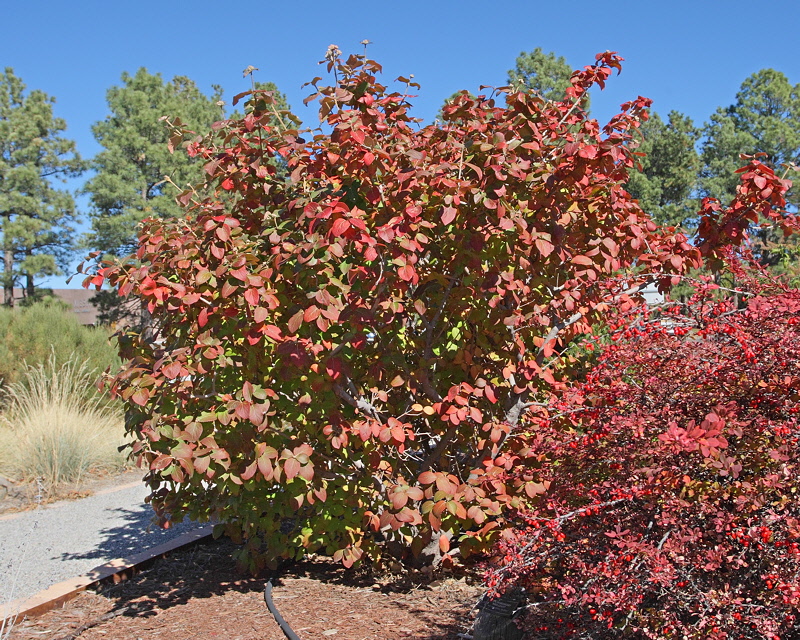 Korean Spice Viburnum #432 (1894)