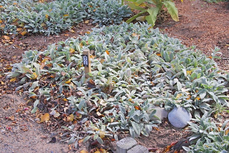 Lamb's Ear #802 (1882)
