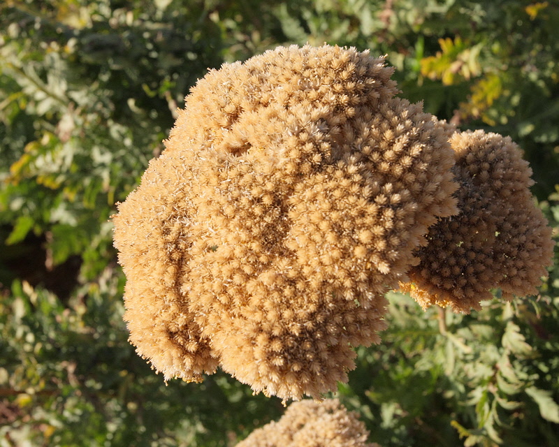 Moonshine Yarrow Seedheads #719 (9991)