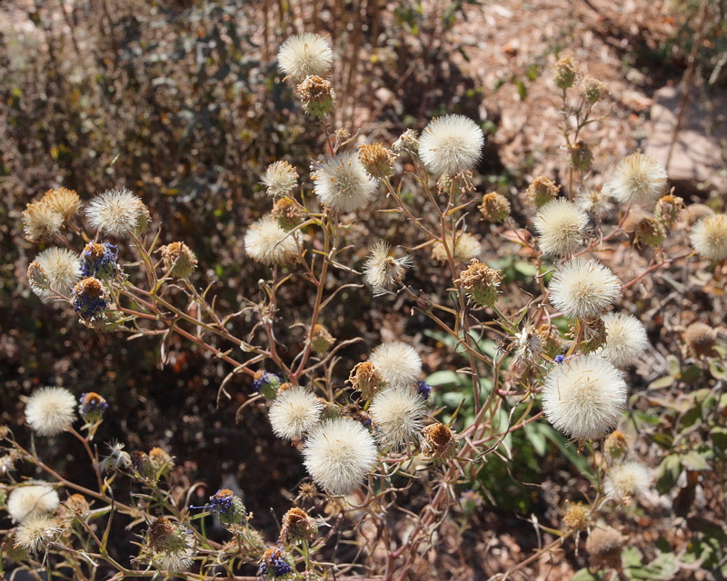 Purple Aster Wildflower #733 Gone to Seed (1902)