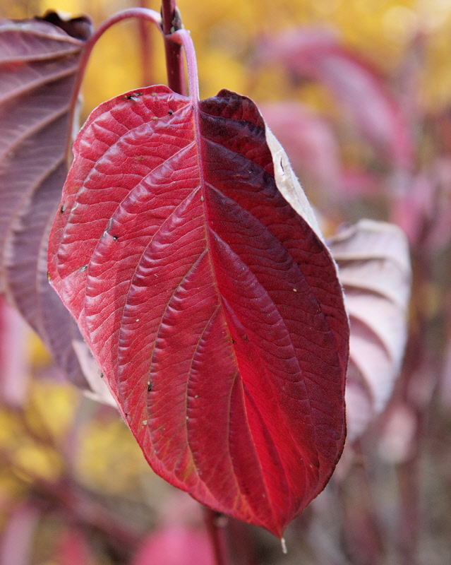 Red Osier Dogwood #423 (1887)