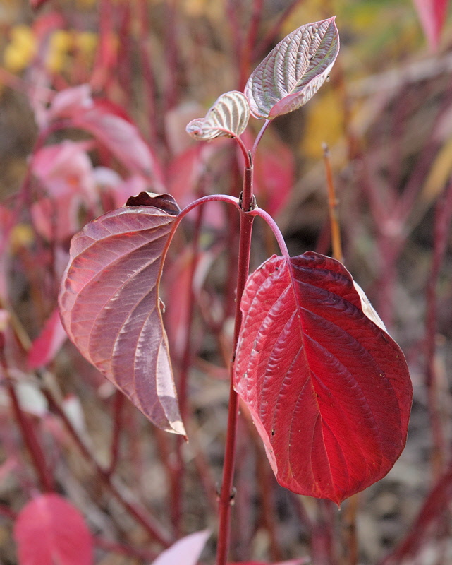 Red Osier Dogwood #423 (1888)