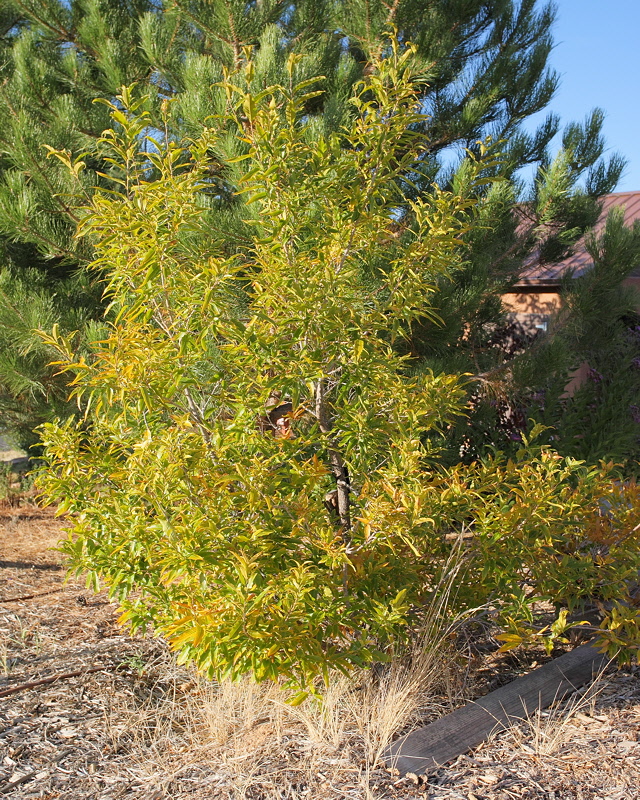 Sawtooth Oak #119 (9995)