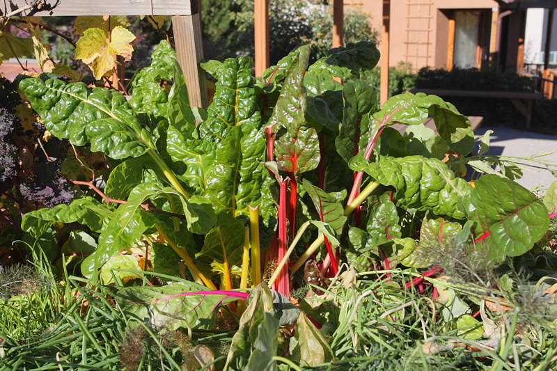 Sensory Garden - Chard (9966)