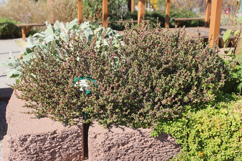 Shrubby Ice Plant 'Ruschia' #796 (1914)