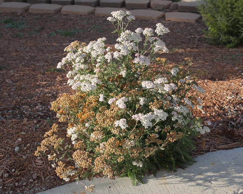 Spirea (9992)