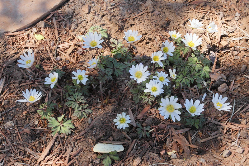 Anemone White Splendor #515 (7040)