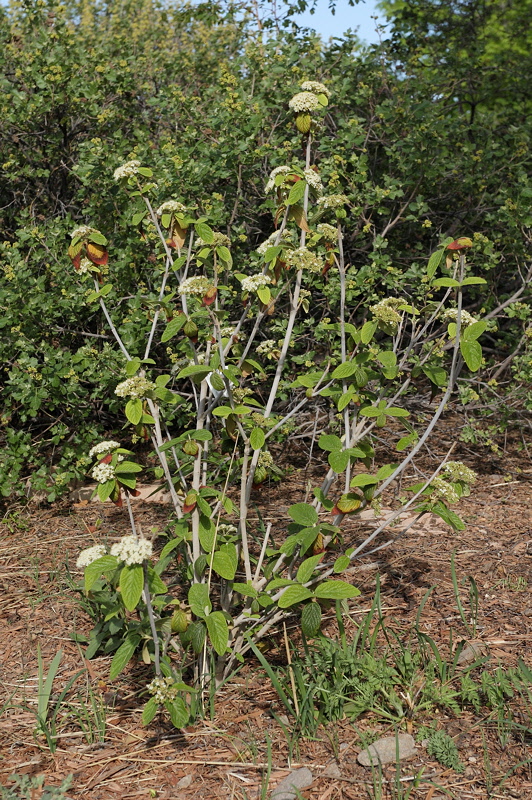 Alleghany Leatherleaf Viburnum #408 (8175)